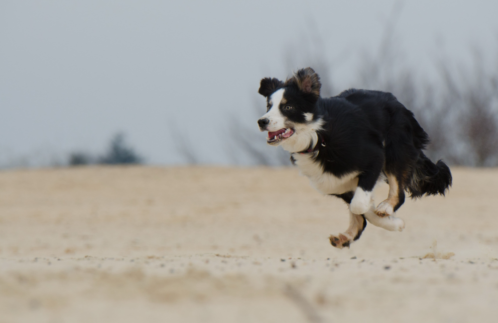 pies biegajacy po plazy
