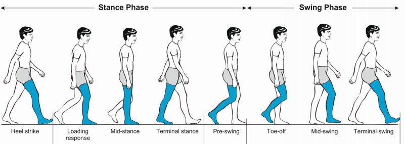 Phases of the normal gait cycle