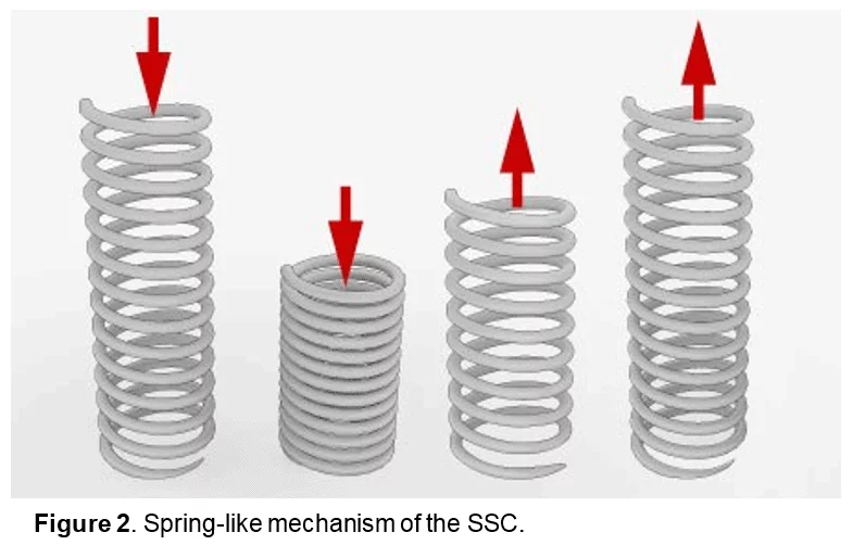 Figure 2 Spring like mechanism of the Stretch Shortening Cycle SSC