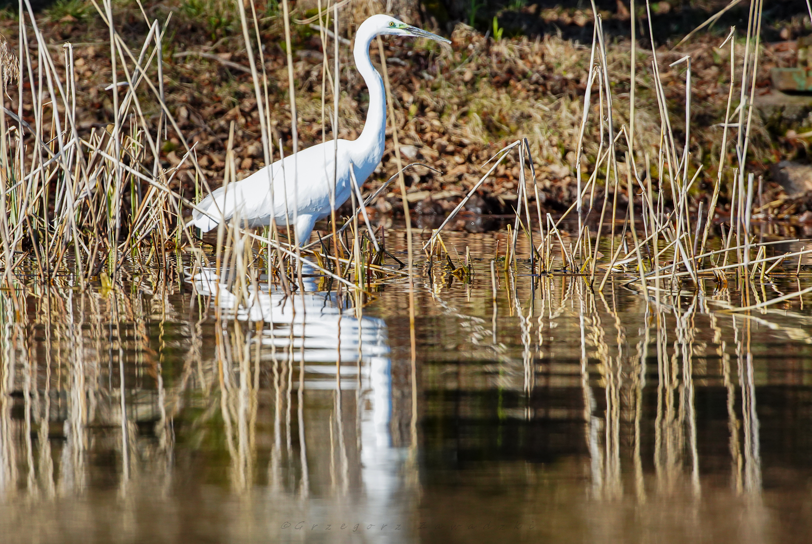 Parki narodowe otwarte dla biegaczy. Gdzie biegać na Podlasiu?