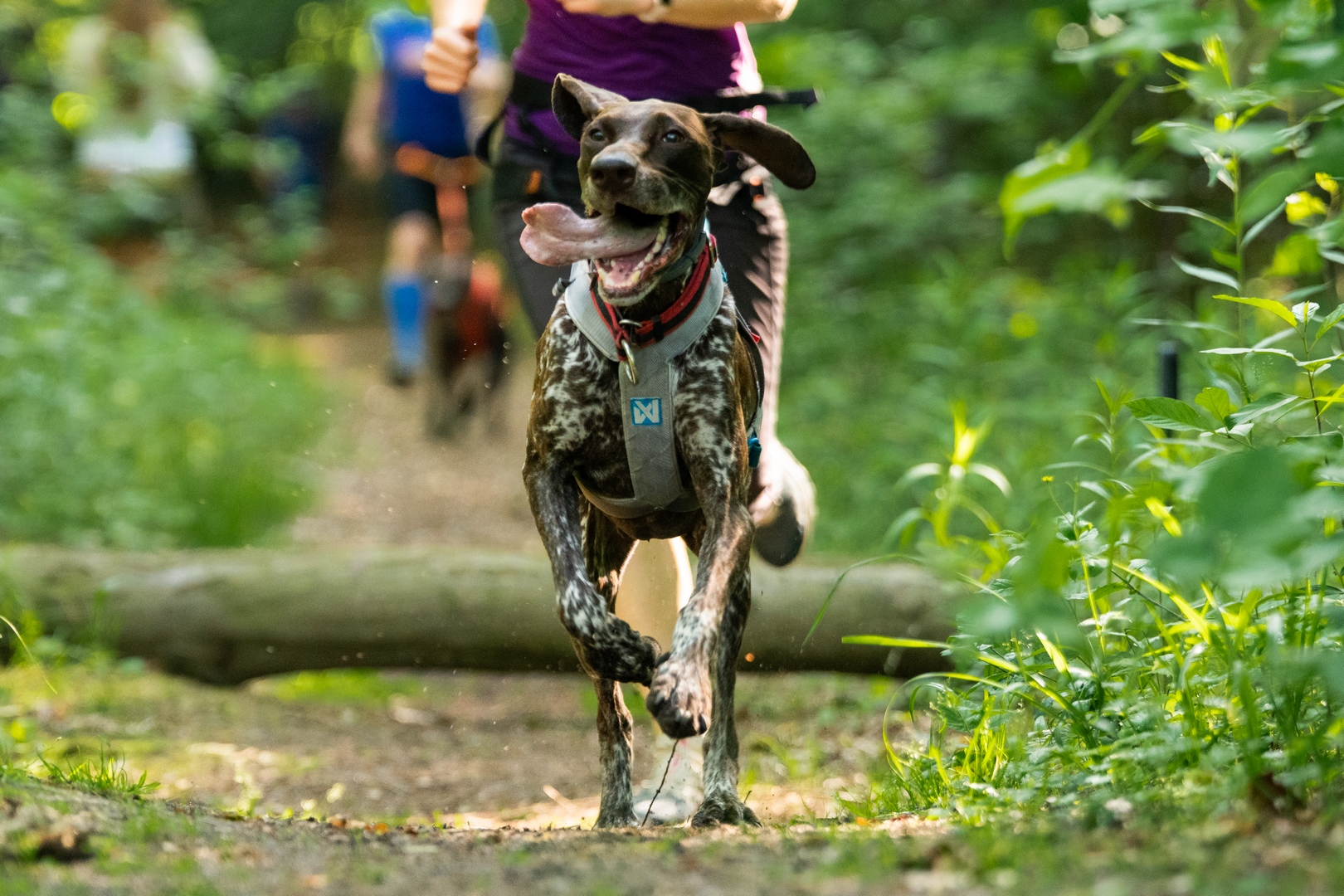 Startuje Bieg Wirtualny RAW PALEO WARSAW DOG RUN!