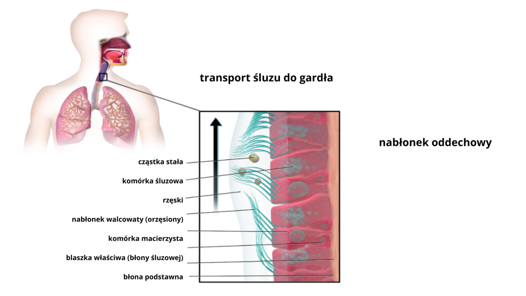 górne drogi oddechowe